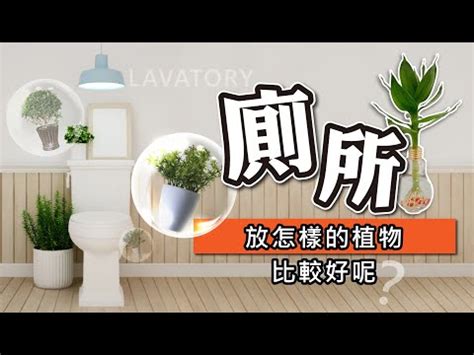 廁所耐陰植物|廁所放什麼植物好？4種耐陰且好照顧的植物推薦 